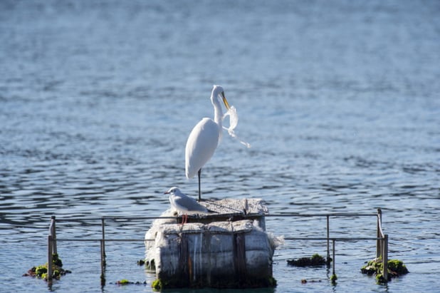 世界にあふれる廃棄プラスチック問題―物流業界だからできること